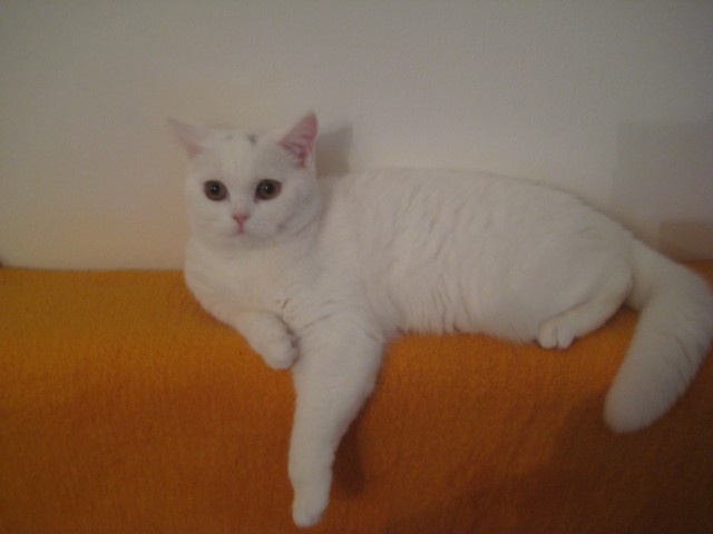 Suche Deckkater - Deckkater - Lampertheim