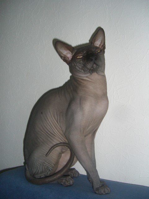 Kanadischer Sphynx [Deckkater] - Deckkater - Trier