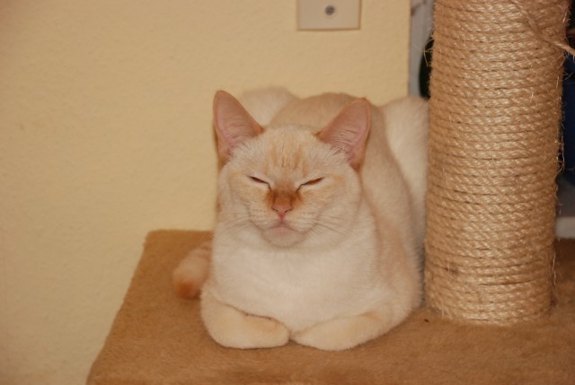 Thai Deckkater gesucht - Thai - Münster
