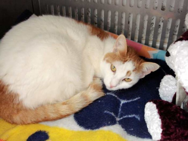 Katze Nata,… die Liebe nahmen sie gleich mit ….  - Hauskatzen - Oberhausen