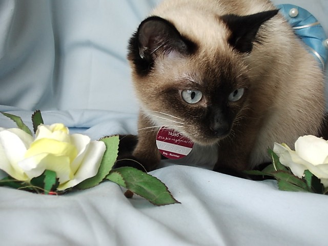 Suche Siam Deckkater typ Thai - Siam - Oerlinghausen