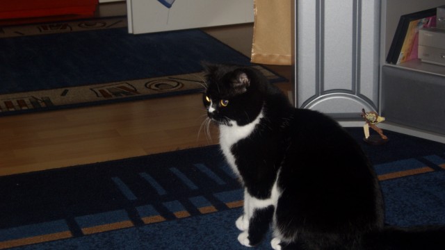 Kater sucht Katze - Deckkater - Rüdesheim