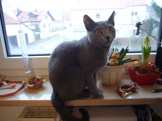 SUCHE KARTHAEUSER-DECKKATER, Raum Ingolstadt - Deckkater - Ingolstadt