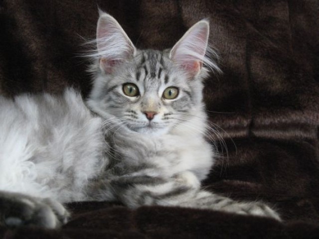 Liebe Cooni Girls suchen neues Zuhause - Maine Coon - Großschweidnitz