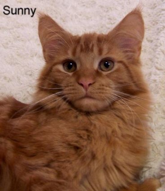 Maine Coon Sunny. - Maine Coon - Warendorf