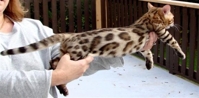 Sie Suchen Minileoparden mit einer samt Seele? - Bengal - Griesheim