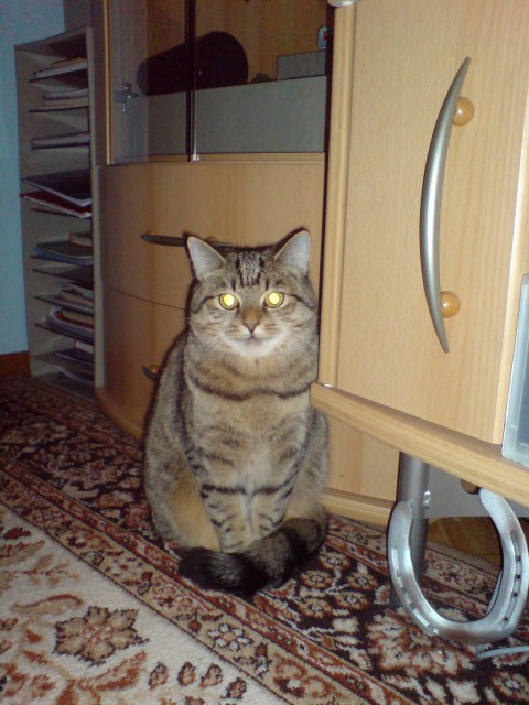 Suche Deckkater - Deckkater - Moers
