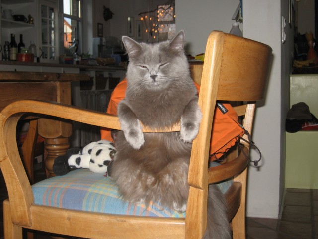 Deckkater BKH gesucht - Deckkater - Goch