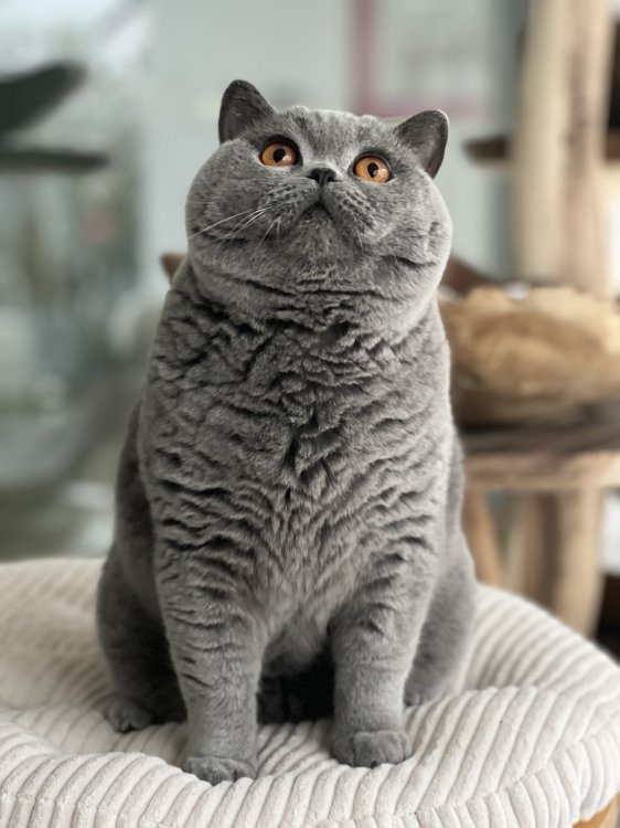 Britisch Kurzhaar - Kater in blau - British Kurzhaar - Langenselbold