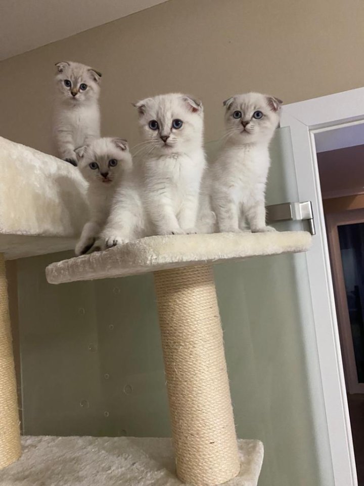 BKH und Schottisch Fold Mix - Hauskatzen - Neumünster 