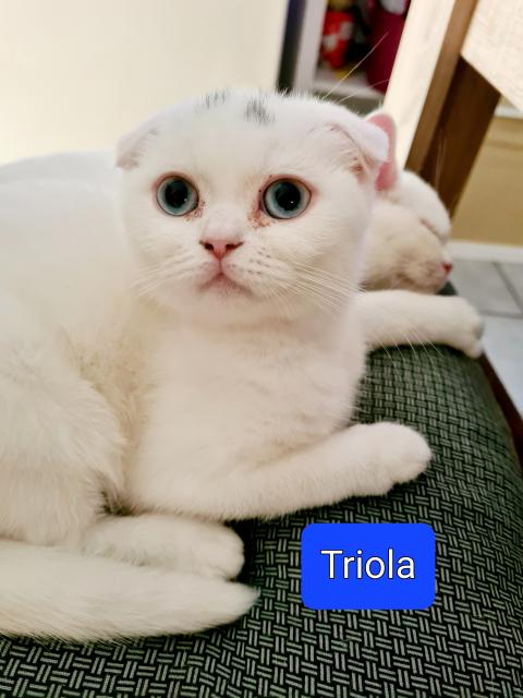 Süße Kätzchen  - Scottish Fold - Merzen