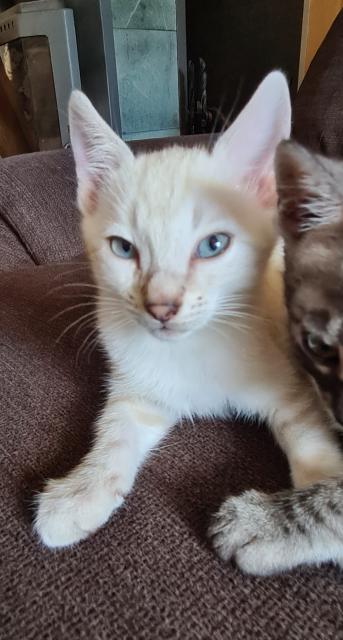 Bengal Kitten snow lynx & mink - Bengal - Harsefeld