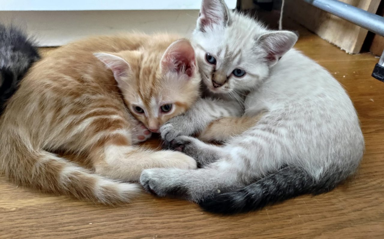 2 Edel-Mix Kitten aus Heilige Birma und BKH - Birma - Duisburg