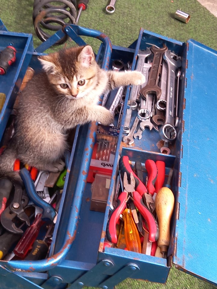 BKH Mix Kitten Babykatzen rot/Glückskatzen/rot-weiß - Mischling - Villingen-Schwenningen
