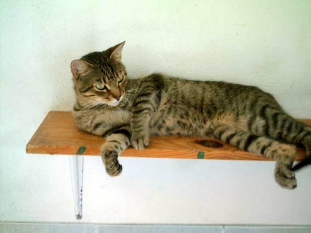 Merlin, der super freundliche Tigerkater! - Hauskatzen - Oberhausen