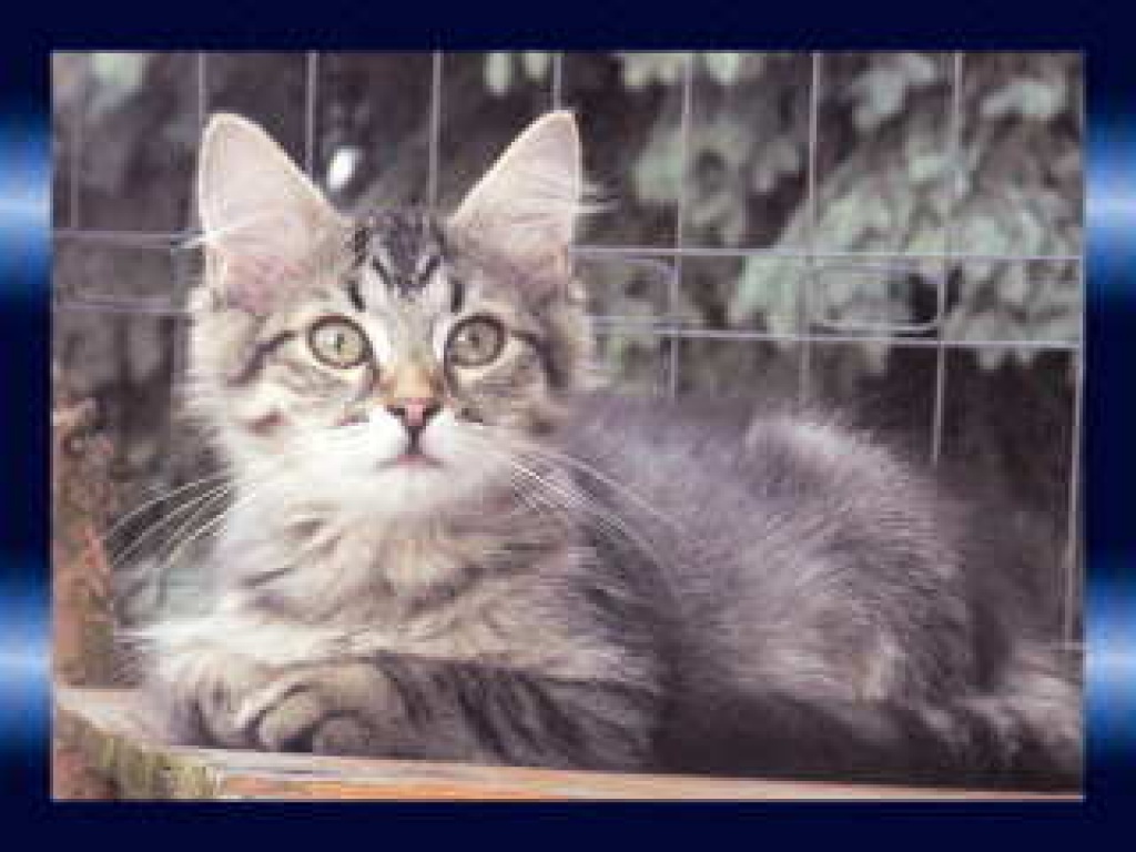 Sibirische Katzen from Arctic Shadows - Sibirische Katze - Rüsselsheim Sibirische Katzen from Arctic Shadows - Sibirische Katze - Rüsselsheim