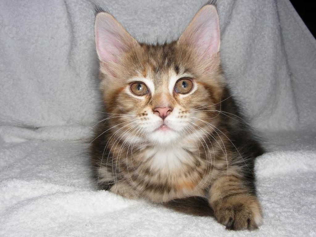 Anhängliches, freches Maine Coon-Mädchen - Maine Coon - Gelsenkirchen