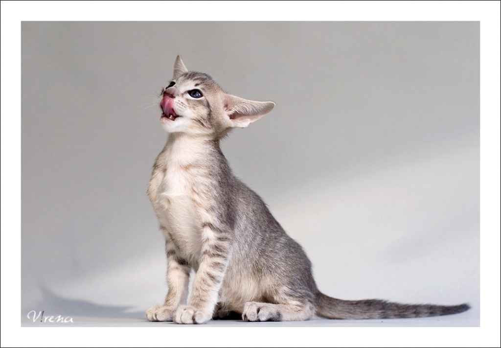 Kleiner OKH-Kater in Blau-Silber sucht neues Zuhause - Orientalische Kurzhaar - Bad Tölz
