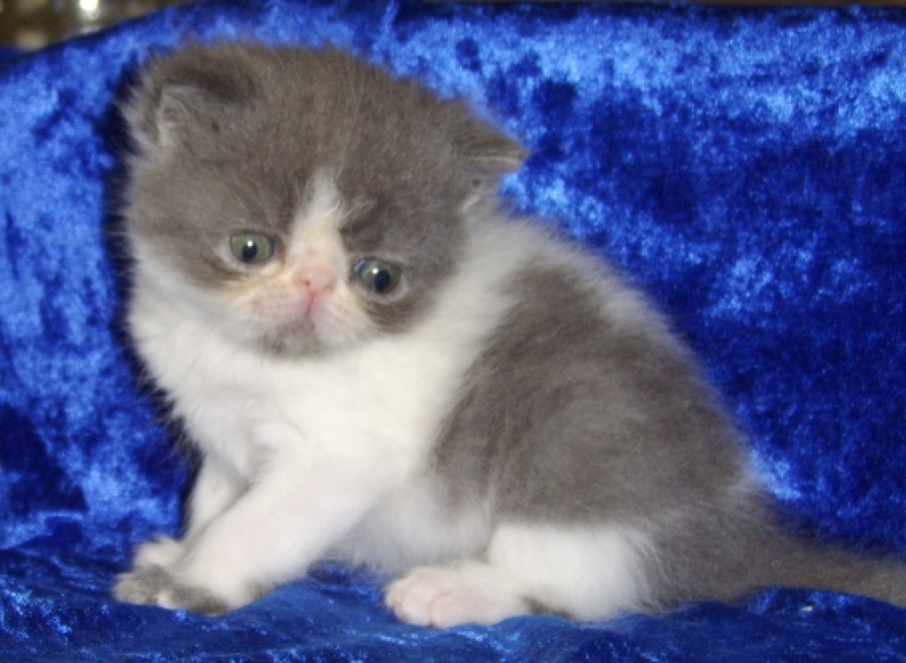 Blau-weiße Exotickater - Exotic Shorthair - Salzgitter