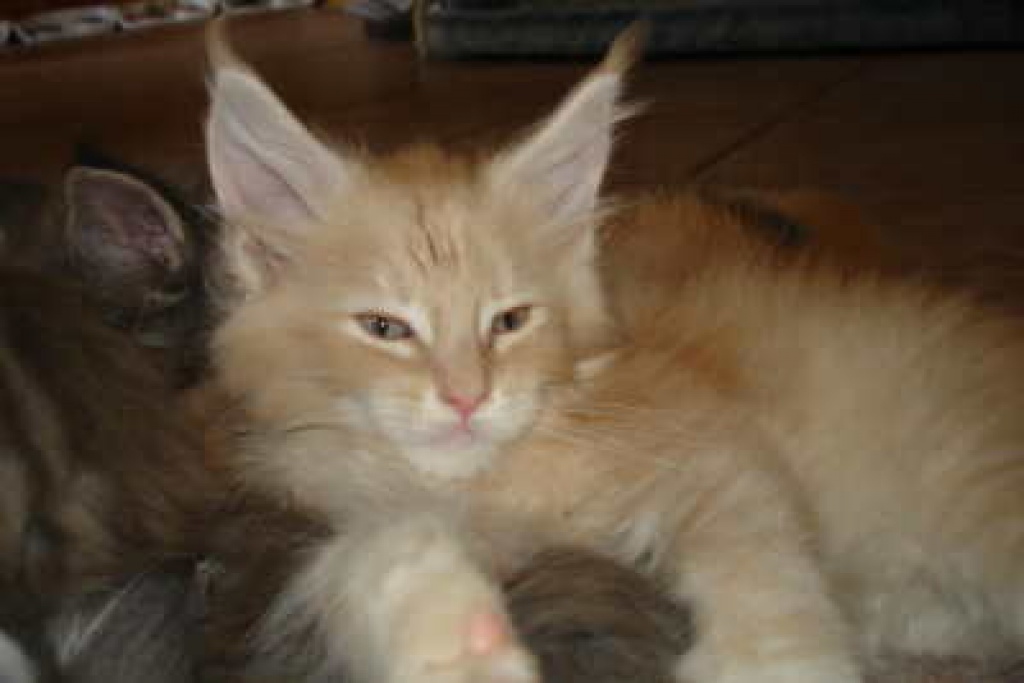 Zwei zauberhafte Miniluchse suchen noch ein Zuhause - Maine Coon - Großhabersdorf