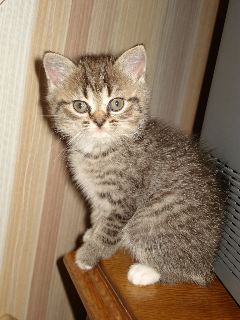 Perserbabys - Perser - Paderborn