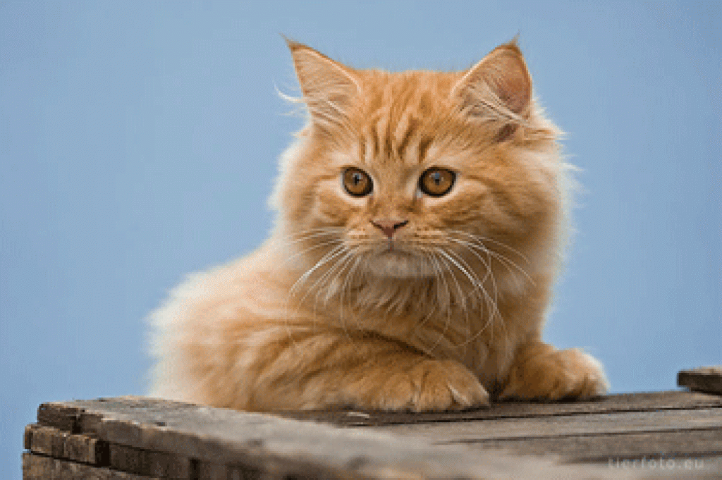 Traumhafte Highlanderbabys - British Kurzhaar - Steinfurt