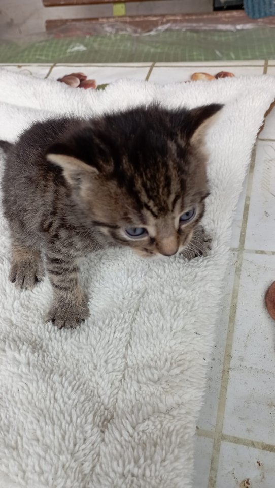 Katzenbabys abzugeben - Hauskatzen - Birkenfelde
