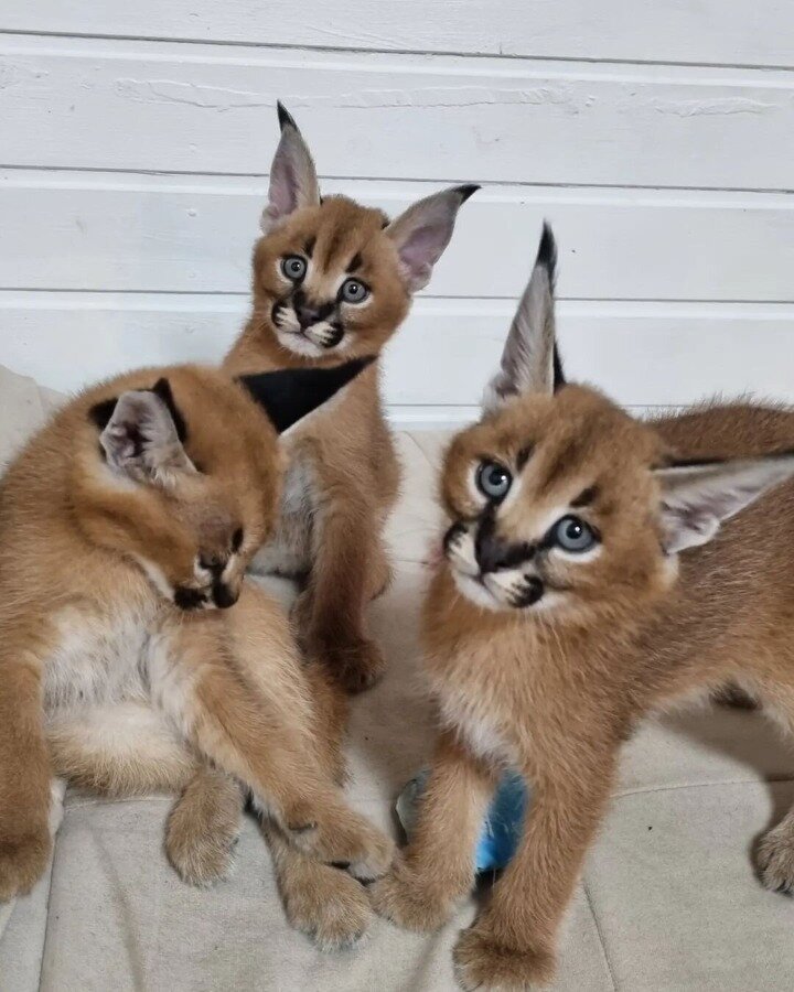 Serval-, Savannah- und Karakalkätzchen - Hauskatzen - wien