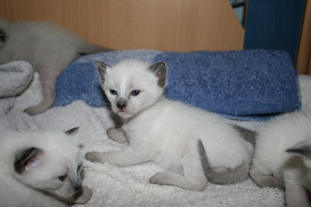 Siamkatzenbabys - Siam - Regensburg