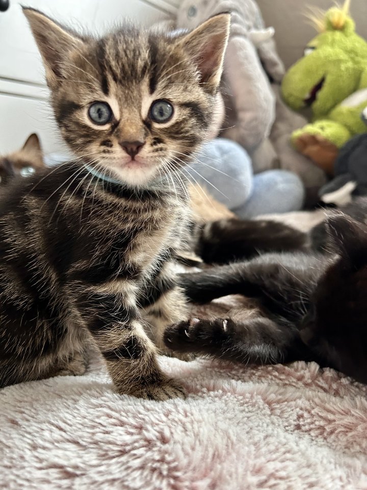 Ragdoll Hauskatze Mix Kitten - Mischling - Hamburg
