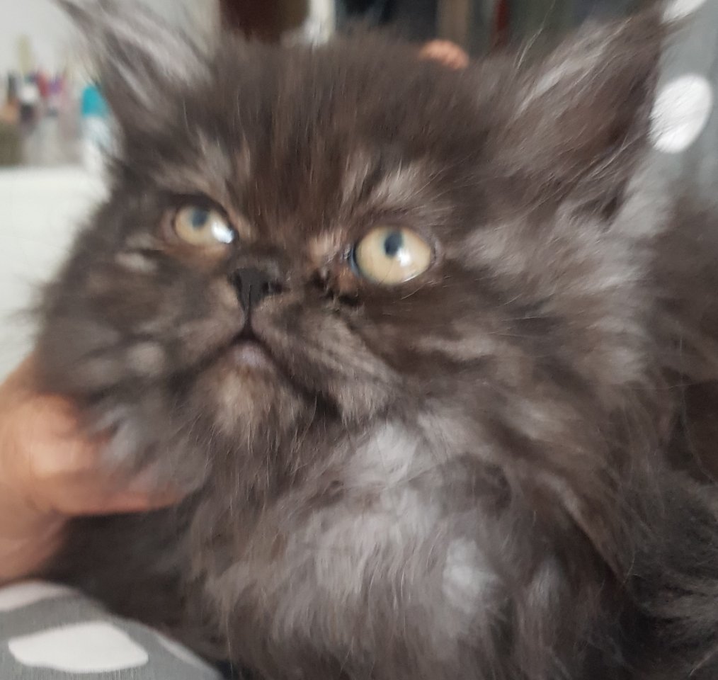 Perserkitten abzugeben - Perser - Dortmund