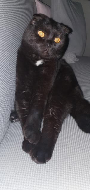 Scottish Fold Kater - Scottish Fold - Mannheim 