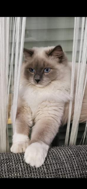 Reinrassiger Ragdoll Deckkater in blue mitted (mit Deckerfahrung) - Ragdoll - Meckenheim