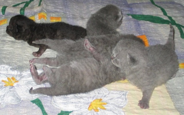 Kartäuser und Britisch Kurzhaar Kätzchen - Kartaeuser - Heinsberg