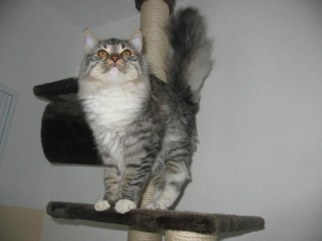 Suche sibirischen deckkater - Sibirische Katze - bad sassendorf