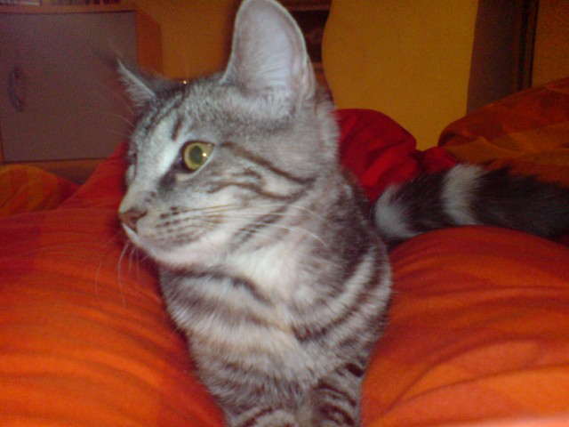 Deckkater gesucht! Nähe Wiesbaden! - Deckkater - Taunusstein