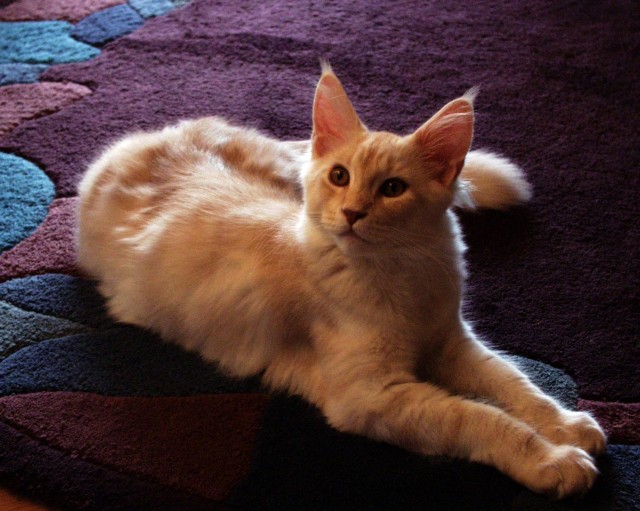 Maine Coon-Teenies suchen Familienanschluss - Maine Coon - Lüdinghausen