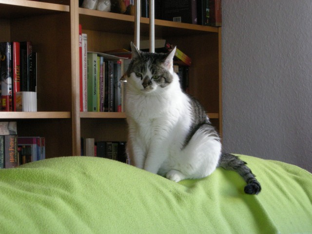 Katzensitter gesucht - Katzensitter - Rösrath-Forsbach