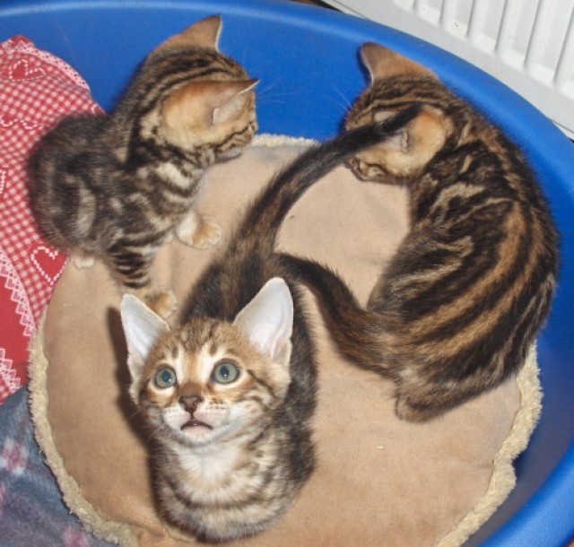 Bengal kittens mit Papiere - Bengal - Krupa, Tschechische republik