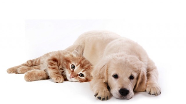 Rundumfutter für Hund/Katz sucht Vertriebspartner. - Katzen Zubehoer - tunau