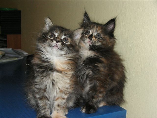 Kätzchen ohne Papiere - Maine Coon - München