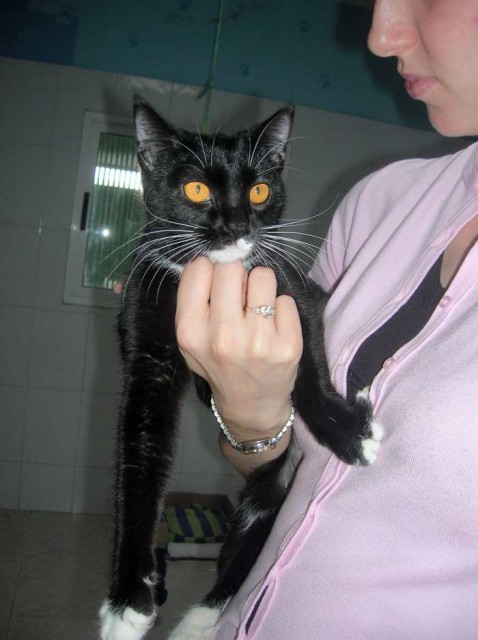 Junge, liebe Katze Anna - Hauskatzen - Oberhausen