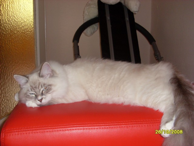 Suchen einen Deckkater Neva Masquarade oder Sibirische Katze - Neva Masquarade - Fürth