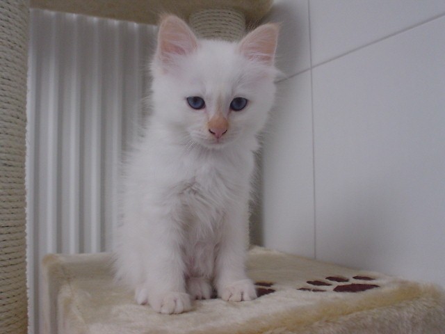 Birma Kitten!!! - Birma - Pulheim