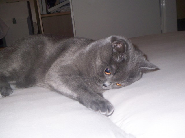 BKH Deckkater  - British Kurzhaar - Marktheidenfeld