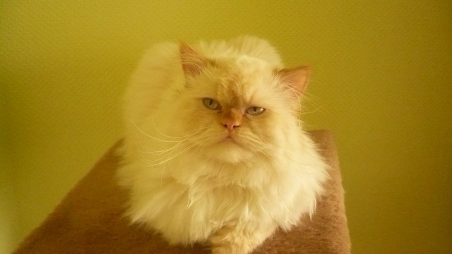 Super süßer Perserkater Deckkater - Deckkater - Bottrop