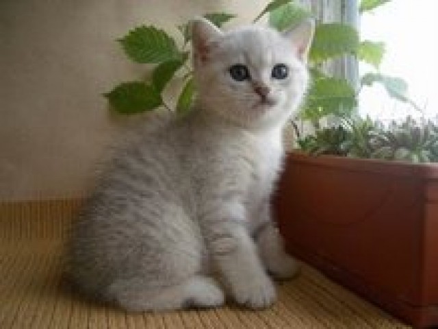 	 BKH Kätzchen zum Verkauf - Exotic Shorthair - Koln