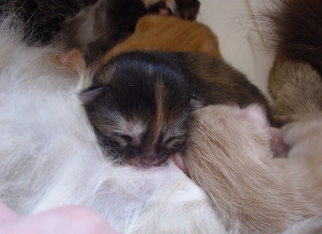 Schöne kleine Sibirische Katzen (female) - Sibirische Katze - Wroclaw