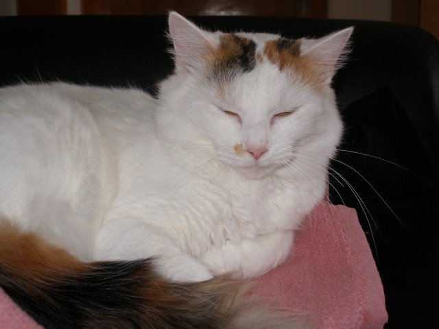 !!!Hübscher Deckkater für unsere Prinzessin gesucht!!! - Mischling - Merzig