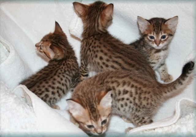 Savannah-Kitten - Katzen Zuechter - Börnsen bei Hamburg 